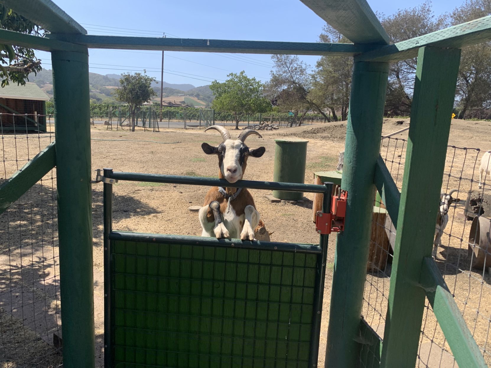 The goats of Linda Vista